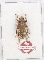 Lamiinae sp. 20M