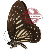 Graphium deucalion ssp. marabuntana (A2)