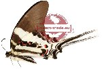 Graphium dorcus ssp. ventus (A-)