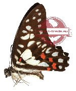 Graphium doson ssp. okibi