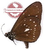 Euploea algea wiscotti (A-)