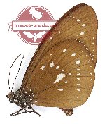 Euploea algea wiscotti (A-)