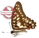 Graphium doson ssp. sankapurum (A-)