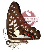 Graphium doson ssp. (A2)