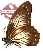 Graphium encelades (A-)