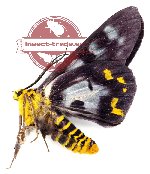 Dysphania numana tentans (A2)