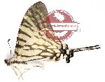 Graphium eurous inthanon Katayama, 1986