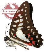 Graphium eurypylus (3 pcs)