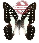 Graphium eurypylus (10 pcs)