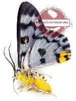 Dysphania transducta deflavata (A2)