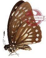 Graphium felixi (A-)