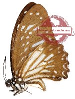 Graphium macareus ssp. albinovanum