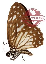 Graphium megarus ssp. marthae (A-)