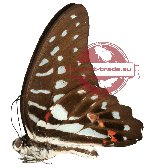 Graphium meyeri ssp.