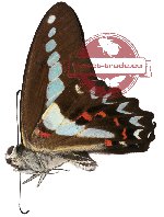 Graphium milon ssp. anthedon