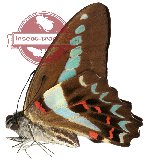 Graphium milon ssp. anthedon