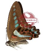 Graphium milon milon (A2)