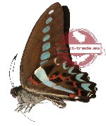 Graphium milon milon (2 pcs)