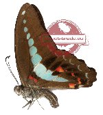 Graphium sarpedon ssp. phyris