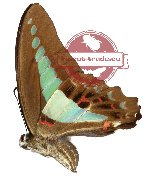 Graphium sarpedon ssp. sarpedon (A-)