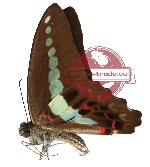 Graphium sarpedon ssp. (A2)