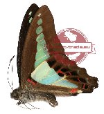 Graphium sarpedon ssp. sarpedon