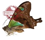 Graphium stressemanni