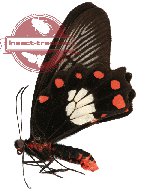 Pachliopta polydorus ssp. polydorus (A-)