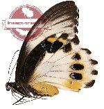 Papilio aegeus ssp. ormenus (AA-)