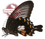 Papilio alphenor ssp. polycritus