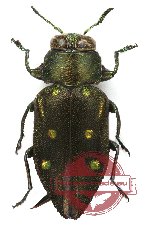 Chrysobothris (s.str.) auricornis Deyrolle, 1864