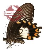 Papilio alphenor ssp. alphenor