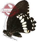 Papilio alphenor ssp. nicanor