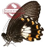 Papilio alphenor ssp. nicanor