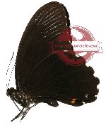 Papilio ambrax