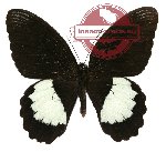 Papilio ambrax (10 pcs A-)