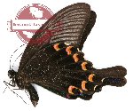 Papilio arcturus Westwood, 1842 (AA-)