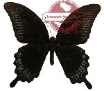Papilio ascalaphus ssp. fukuyamai (AA-)