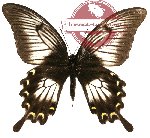 Papilio ascalaphus ssp. fukuyamai (A-)