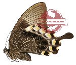 Papilio blumei ssp. fruhstorferi