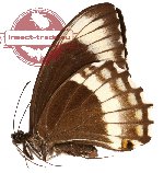 Papilio canopus ssp. hypsiclides