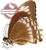Papilio canopus ssp. hypsiclides (A-)