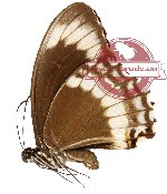 Papilio canopus ssp. vollenhovenii