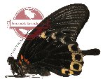 Papilio deiphobus ssp. deiphobus