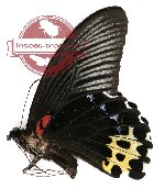 Papilio forbesi