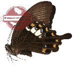 Papilio fuscus ssp. (2 pcs A-)