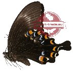 Papilio fuscus ssp. (A2)