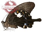 Papilio fuscus ssp. pertinax
