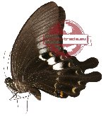 Papilio fuscus ssp. pertinax