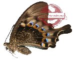 Papilio lorquinianus ssp. esmae